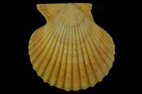 藏品(高貴海扇蛤)的圖片